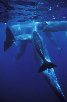 Whale Prints: Europe, Portugal, Azores Sperm whales