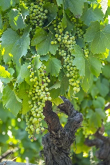 Images Dated 30th June 2015: Europe, Portugal, Douro Valley, Douro River, Wine grapes in Porto, a region that runs