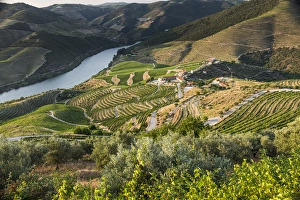 Images Dated 29th June 2015: Europe, Portugal, Douro Valley