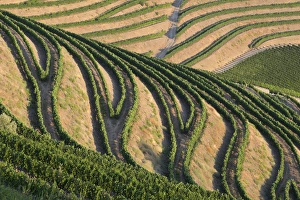 Images Dated 29th June 2015: Europe, Portugal, Douro Valley