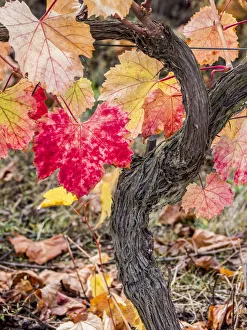 Harvest Prints: Europe, Portugal, Douro Valley