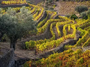 Images Dated 5th November 2017: Europe, Portugal, Douro Valley. The vineyards in autumn on terraced hillside