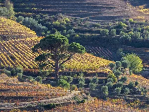 Harvest Prints: Europe, Portugal, Douro Valley. The vineyards in autumn on terraced hillside
