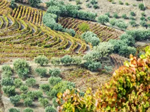 Images Dated 4th November 2017: Europe, Portugal, Douro Valley. The vineyards in autumn on terraced hillside
