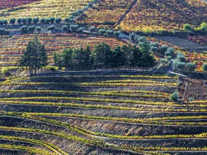 Europe, Portugal, Douro Valley. The vineyards in autumn on terraced hillside
