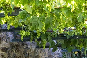 Europe, Portugal, Douro Valley, grapes at a vineyard