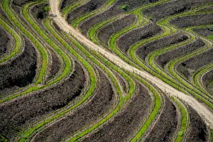 Jim Nilsen Prints: Europe, Portugal, Douro Valley. Vineyard patterns