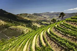 Images Dated 5th July 2011: Europe; Portugal; Duoro Valley; Terraced Vineyards linning the hills of the Duoro Valley