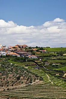 Stripes Prints: Europe; Portugal; Duoro Valley; Terraced Vineyards linning the hills of the Duoro Valley