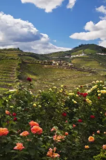 Images Dated 5th July 2011: Europe; Portugal; Duoro Valley; Terraced Vineyards linning the hills of the Duoro Valley