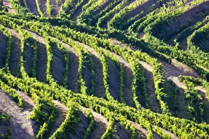 Images Dated 5th July 2011: Europe; Portugal; Duoro Valley; Terraced Vineyards linning the hills of the Duoro Valley