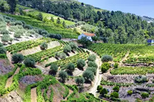 Images Dated 5th July 2011: Europe; Portugal; Duoro Valley; Terraced Vineyards linning the hills of the Duoro Valley