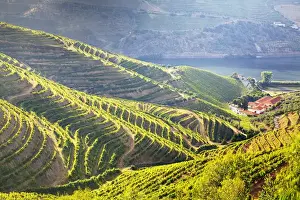 Images Dated 5th July 2011: Europe; Portugal; Duoro Valley; Terraced Vineyards linning the hills of the Duoro Valley