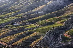 Images Dated 5th July 2011: Europe; Portugal; Duoro Valley; Terraced Vineyards linning the hills of the Duoro Valley