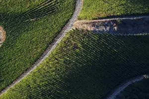 Images Dated 5th July 2011: Europe; Portugal; Duoro Valley; Terraced Vineyards linning the hills of the Duoro Valley