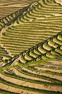 Images Dated 5th July 2011: Europe; Portugal; Duoro Valley; Terraced Vineyards linning the hills of the Duoro Valley