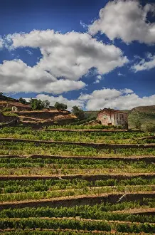 Images Dated 6th July 2011: Europe; Portugal; Duoro Valley; Terraced Vineyards linning the hills of the Duoro Valley