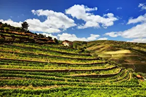 Images Dated 6th July 2011: Europe; Portugal; Duoro Valley; Terraced Vineyards linning the hills of the Duoro Valley