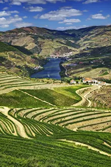 Images Dated 6th July 2011: Europe; Portugal; Duoro Valley; Terraced Vineyards linning the hills of the Duoro Valley