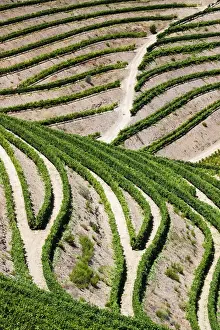 Images Dated 6th July 2011: Europe; Portugal; Duoro Valley; Terraced Vineyards linning the hills of the Duoro Valley