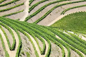 Images Dated 6th July 2011: Europe; Portugal; Duoro Valley; Terraced Vineyards linning the hills of the Duoro Valley