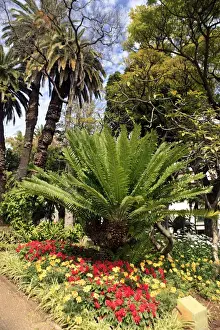 Shade Prints: Europe, Portugal, Madeira. Funchal Municipal Garden