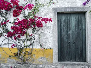 Daylight Prints: Europe, Portugal, Obidos. Beautiful bougainvillea blooming in the town, one of
