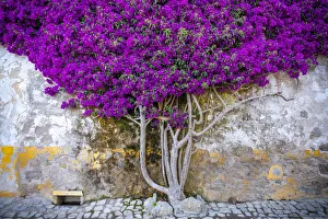 Weathered Prints: Europe, Portugal, Obidos. Bougainvillea plant on house wall
