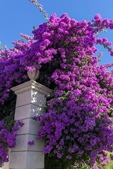 Bouganvillea Prints: Europe, Portugal, Pinhao, Bouganvillea