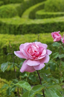 Images Dated 1st July 2013: Europe, Portugal, Vila Real, Palace of Mateus, rose in formal garden