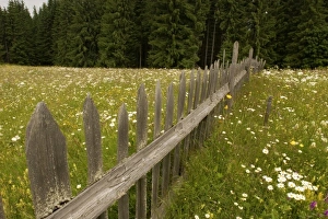 Images Dated 2nd July 2006: Europe, Romania