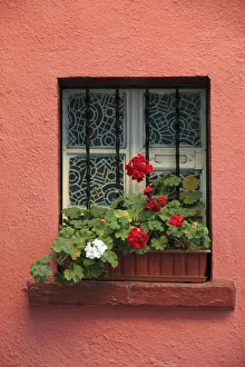 Transylvania Prints: Europe, Romania, Sighisoara, residential window in old town. Flowers in window
