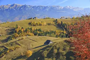 Romania Prints: Europe, Romania, Transylvania, Carpathian Mountains, Magura, Piatra Craiului National