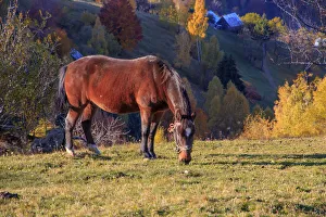 Images Dated 29th October 2015: Europe, Romania, Transylvania, Carpathian Mountains, Magura, Piatra Craiului National Park