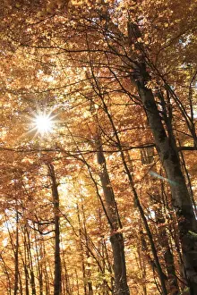 Europe, Romania, Transylvania. Carpathian Mountains fall (Autumn) colors. Brasov