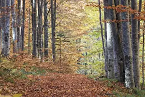Romania Prints: Europe, Romania, Transylvania. Carpathian Mountains fall (Autumn) colors. Brasov