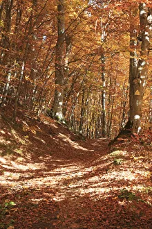 Images Dated 28th October 2015: Europe, Romania, Transylvania. Carpathian Mountains fall (Autumn) colors. Brasov