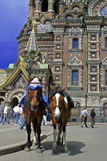 Images Dated 26th June 2005: Europe, Russia, St. Petersburg. Horses outside the Church of the Spilled Blood