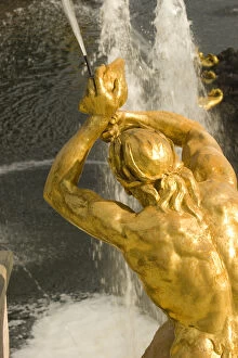 Images Dated 17th August 2006: Europe, Russia, St. Petersburg. Samson fountain at Peterhof, a royal palace founded