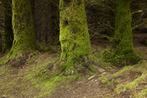 Images Dated 7th May 2010: Europe, Scotland