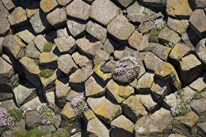 Images Dated 9th May 2010: Europe, Scotland