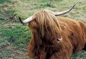 Images Dated 26th January 2011: Europe, Scotland