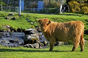 Images Dated 10th May 2006: Europe, Scotland