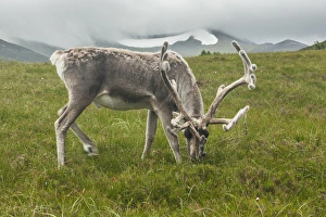 Images Dated 21st June 2014: Europe, Scotland, Cairngorm National Park