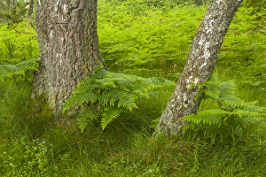 Europe, Scotland, Cairngorm National Park