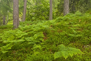 Europe, Scotland, Cairngorm National Park