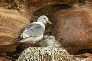 Parent Prints: Europe, Scotland, Dunbar. Kitiwake parent and chicks