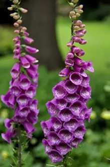 Europe, Scotland, Edinburgh. Palace of Holyrood House (aka Holyroodhouse) Royal Garden, foxglove