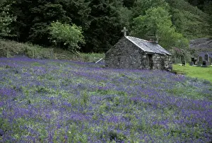 Mark Williford Prints: Europe, Scotland, Highlands, Oban Church and heather; weathered stone structures