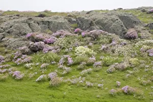 Art Morris Prints: Europe, Scotland, Isle of May. Scenic of pink and white wildflowers and lichen-covered boulders